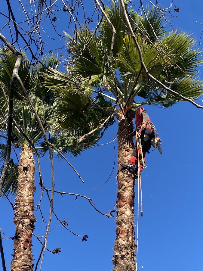 Réalisation paysagère Californie Jardins à Nice