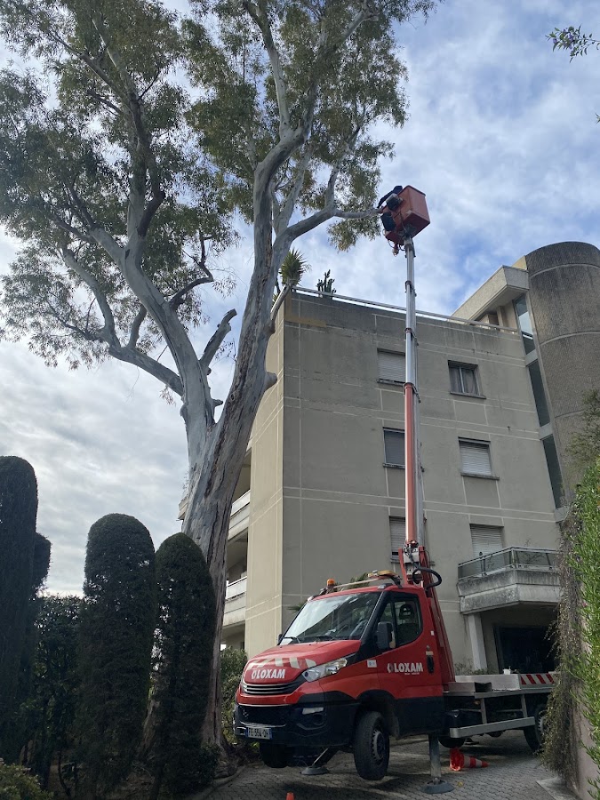 Travaux de jardinage Californie Jardins Nice